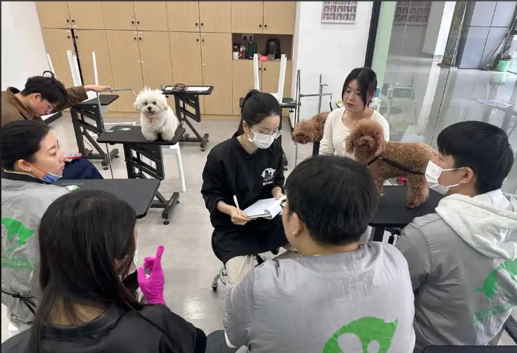 保定市宠物剪毛宠物美容培训学校 - 哪里好